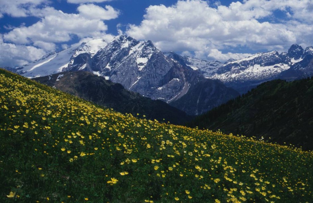 dolomites-flower Pulsatilla taken in Late May against the backdrop of the Marmolada; photo by Pete