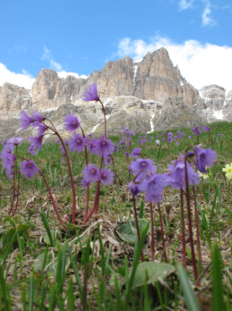 1001-soldanella-alpina flowers in the Dolomites by Pete Murray